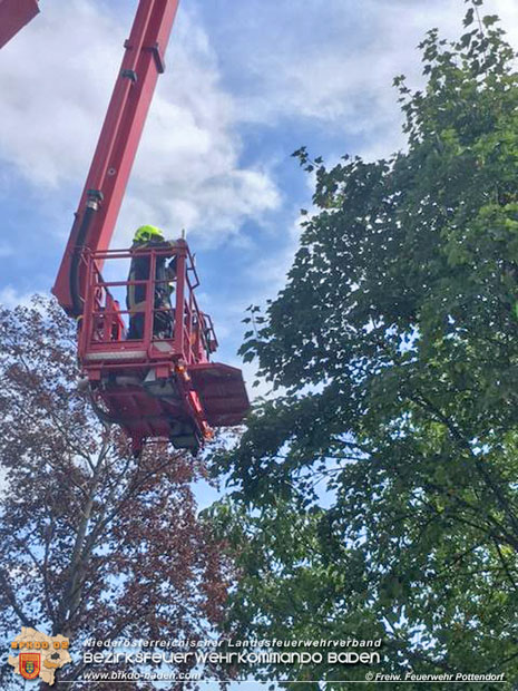 20170824 Tierrettung "Pfau auf Baum" in Pottendorf Foto: © Freiwillige Feuerwehr Pottendorf 20170824 Tierrettung "Pfau auf Baum" in Pottendorf Foto: © Freiwillige Feuerwehr Pottendorf