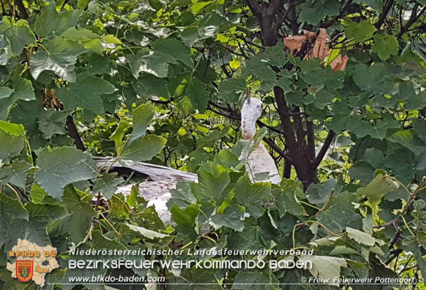 20170824 Tierrettung "Pfau auf Baum" in Pottendorf Foto: © Freiwillige Feuerwehr Pottendorf 20170824 Tierrettung "Pfau auf Baum" in Pottendorf Foto: © Freiwillige Feuerwehr Pottendorf