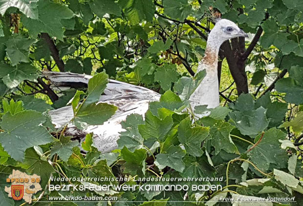 20170824 Tierrettung "Pfau auf Baum" in Pottendorf Foto: © Freiwillige Feuerwehr Pottendorf 20170824 Tierrettung "Pfau auf Baum" in Pottendorf Foto: © Freiwillige Feuerwehr Pottendorf