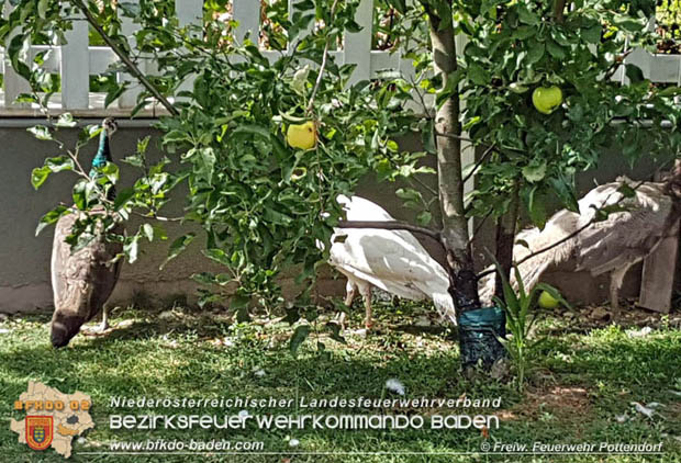 20170824 Tierrettung "Pfau auf Baum" in Pottendorf Foto: © Freiwillige Feuerwehr Pottendorf 20170824 Tierrettung "Pfau auf Baum" in Pottendorf Foto: © Freiwillige Feuerwehr Pottendorf