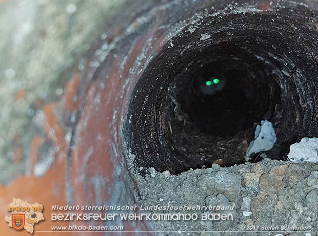20170912 Babykatze in Günselsdrf aus Regenabflussrohr befreit  Foto: © Stefan Schneider BFK Baden