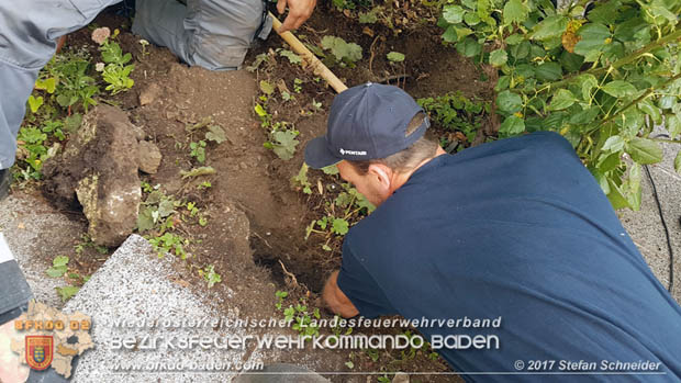 20170912 Babykatze in Günselsdrf aus Regenabflussrohr befreit  Foto: © Stefan Schneider BFK Baden