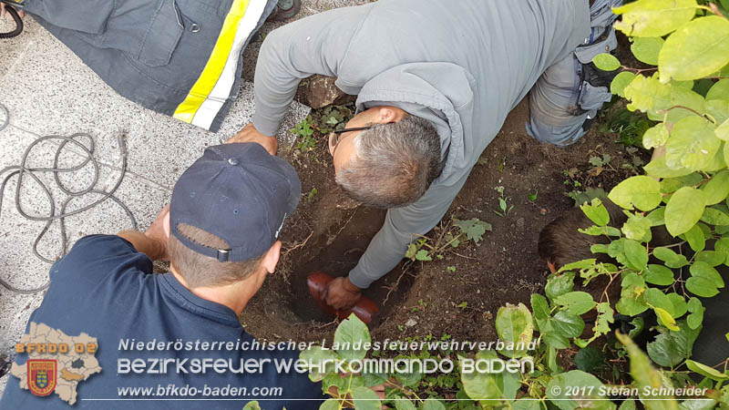 20170912 Babykatze in Günselsdrf aus Regenabflussrohr befreit  Foto: © Stefan Schneider BFK Baden
