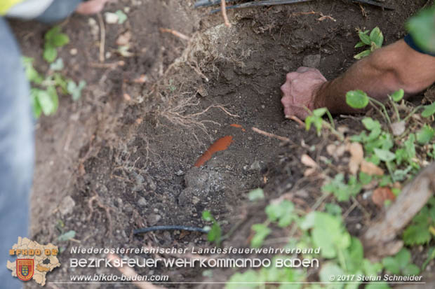 20170912 Babykatze in Günselsdrf aus Regenabflussrohr befreit  Foto: © Stefan Schneider BFK Baden