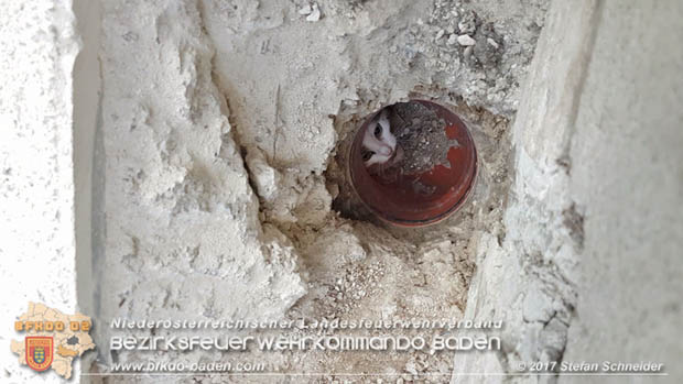 20170912 Babykatze in Günselsdrf aus Regenabflussrohr befreit  Foto: © Stefan Schneider BFK Baden