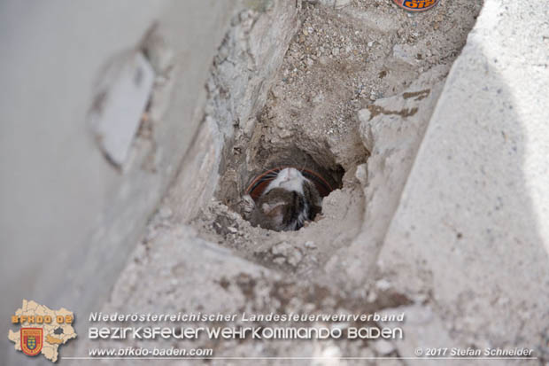 20170912 Babykatze in Günselsdrf aus Regenabflussrohr befreit  Foto: © Stefan Schneider BFK Baden
