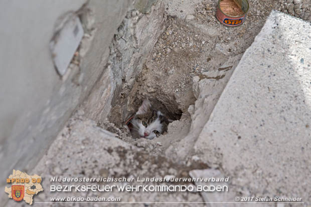 20170912 Babykatze in Günselsdrf aus Regenabflussrohr befreit  Foto: © Stefan Schneider BFK Baden