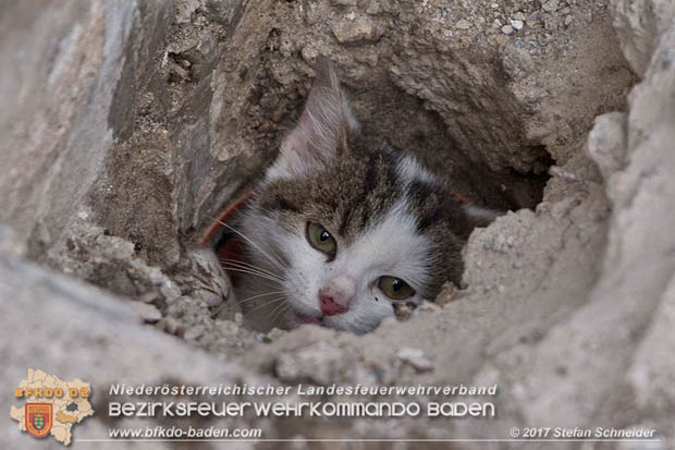 20170912 Babykatze in Günselsdrf aus Regenabflussrohr befreit  Foto: © Stefan Schneider BFK Baden