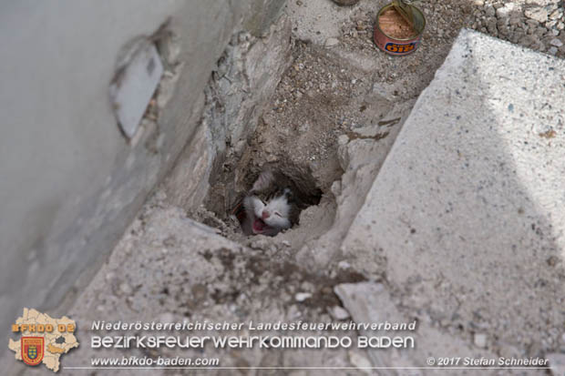 20170912 Babykatze in Günselsdrf aus Regenabflussrohr befreit  Foto: © Stefan Schneider BFK Baden