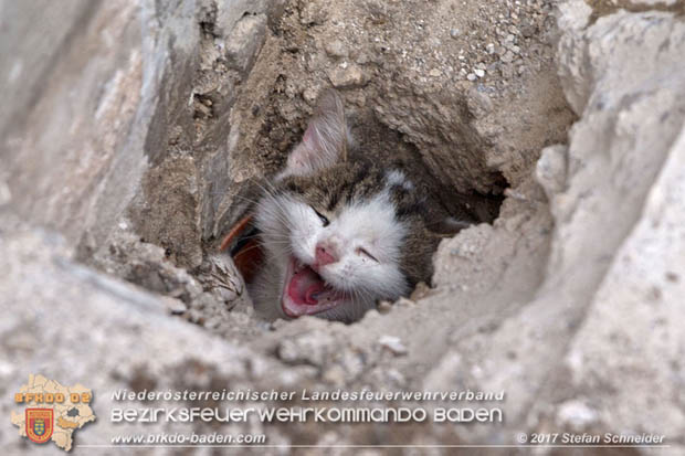 20170912 Babykatze in Günselsdrf aus Regenabflussrohr befreit  Foto: © Stefan Schneider BFK Baden