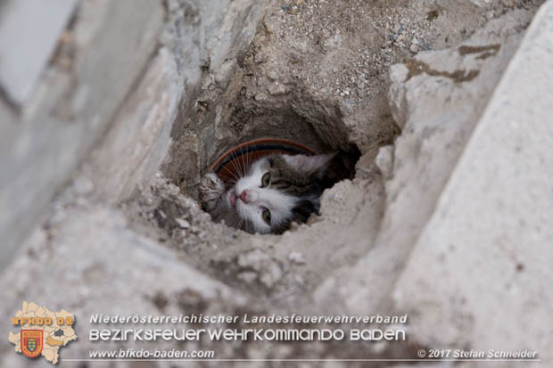 20170912 Babykatze in Günselsdrf aus Regenabflussrohr befreit  Foto: © Stefan Schneider BFK Baden