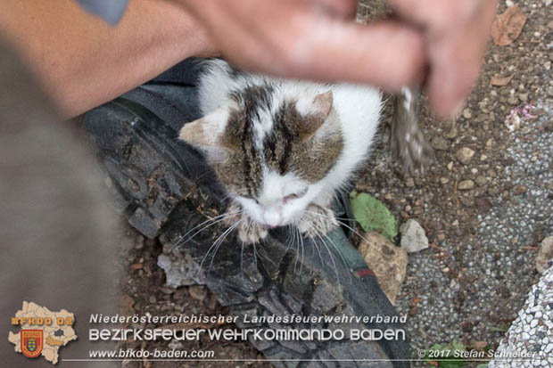 20170912 Babykatze in Günselsdrf aus Regenabflussrohr befreit  Foto: © Stefan Schneider BFK Baden