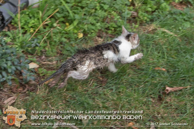 20170912 Babykatze in Günselsdrf aus Regenabflussrohr befreit  Foto: © Stefan Schneider BFK Baden