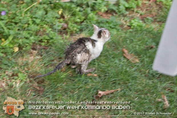 20170912 Babykatze in Günselsdrf aus Regenabflussrohr befreit  Foto: © Stefan Schneider BFK Baden