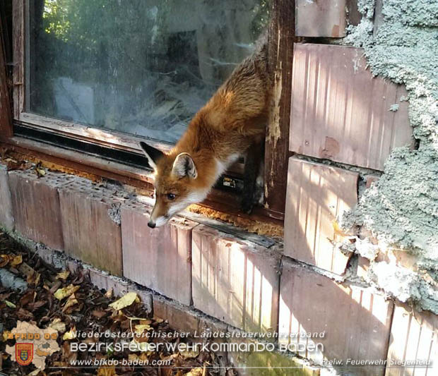 20170930 Fuchs verhängt sich in gekipptem Fenster  Foto: © Freiwillige Feuerwehr Siegenfeld