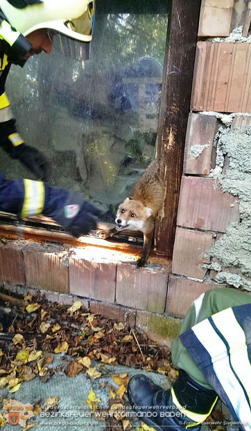 20170930 Fuchs verhängt sich in gekipptem Fenster  Foto: © Freiwillige Feuerwehr Siegenfeld