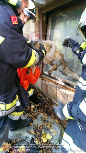 20170930 Fuchs verhängt sich in gekipptem Fenster  Foto: © Freiwillige Feuerwehr Siegenfeld