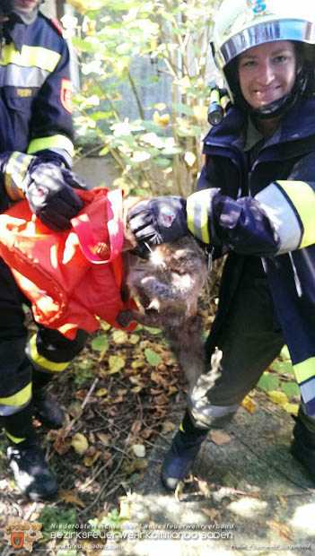 20170930 Fuchs verhängt sich in gekipptem Fenster  Foto: © Freiwillige Feuerwehr Siegenfeld