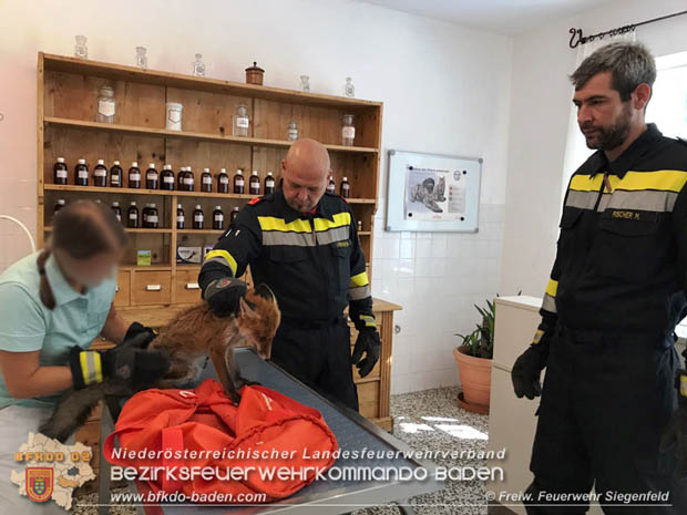 20170930 Fuchs verhängt sich in gekipptem Fenster  Foto: © Freiwillige Feuerwehr Siegenfeld