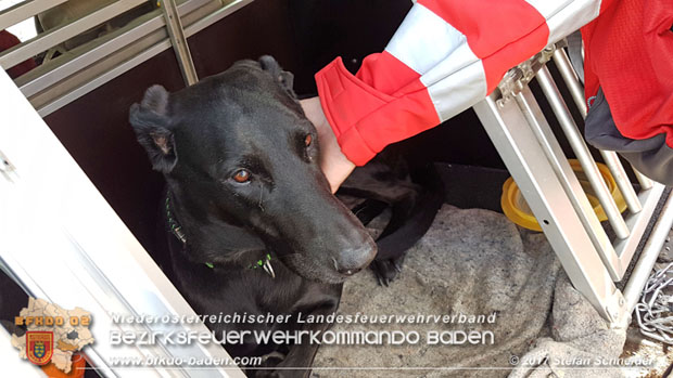 20171013 Grossangelegte Personensuche nach 29-jaehigen Vermissten in Enzesfeld-Lindabrunn  Foto: © Stefan Schneider BFK BADEN