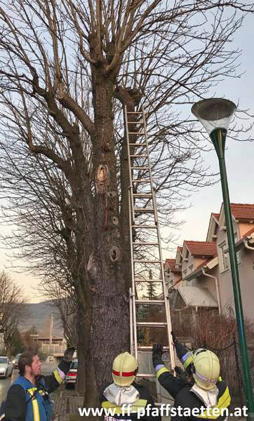 20171207 Katze auf Baum in  Pfaffstätten  Foto: © Alexander Schütz FF Pfaffstätten
