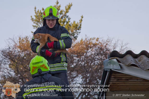 20171207 Katze auf Hausdach in Tribuswinkel  Foto: © Stefan Schneider