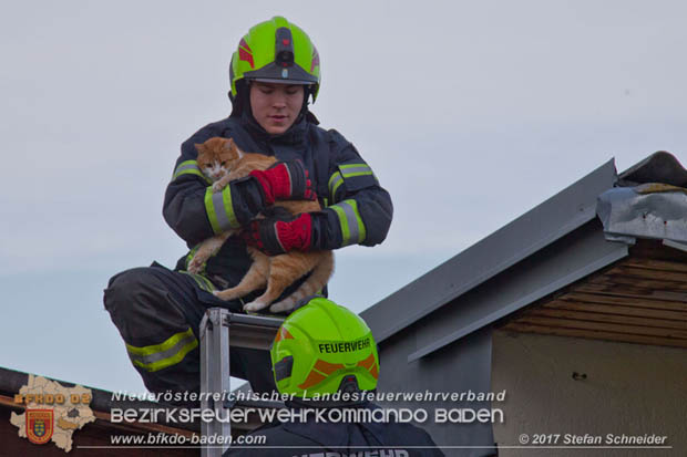 20171207 Katze auf Hausdach in Tribuswinkel  Foto: © Stefan Schneider