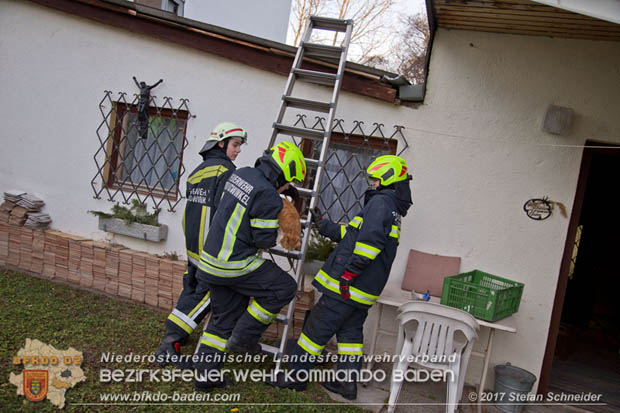 20171207 Katze auf Hausdach in Tribuswinkel  Foto: © Stefan Schneider