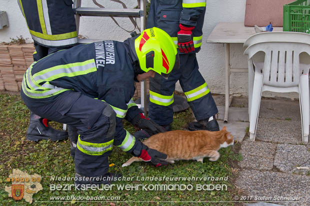 20171207 Katze auf Hausdach in Tribuswinkel  Foto: © Stefan Schneider