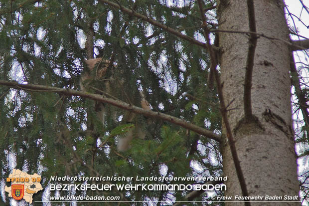 20180107 "Mau-Mau" in luftiger Höhe - in Baden Foto: Stefan Schneider FF Baden-Stadt 20180107 "Mau-Mau" in luftiger Höhe - in Baden Foto: Stefan Schneider FF Baden-Stadt