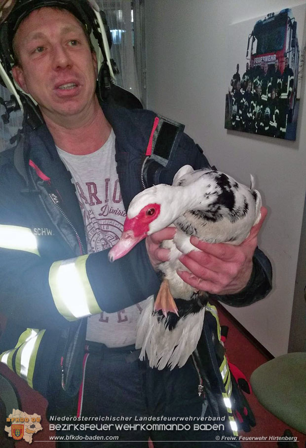 20180113 Feuerwehr rettet Ente auf Abwegen  Foto: © Freiwillige Feuerwehr Hirtenberg