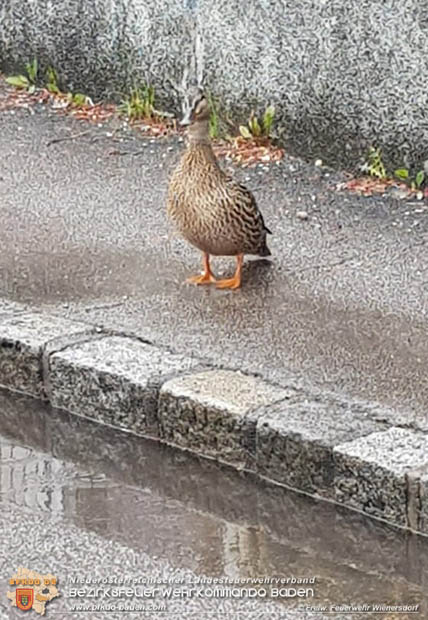 20180515 Drei Enten-Küken fallen in Wienersdorf in einen Gulli  Foto: © Alexander Umschaden FF Wienersdorf
