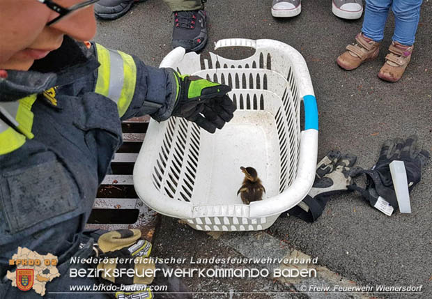 20180515 Drei Enten-Küken fallen in Wienersdorf in einen Gulli  Foto: © Alexander Umschaden FF Wienersdorf
