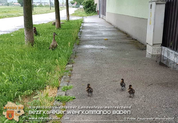 20180515 Drei Enten-Küken fallen in Wienersdorf in einen Gulli  Foto: © Alexander Umschaden FF Wienersdorf