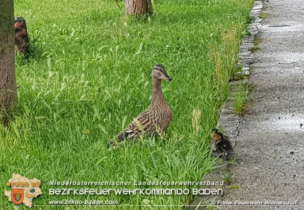 20180515 Drei Enten-Küken fallen in Wienersdorf in einen Gulli  Foto: © Alexander Umschaden FF Wienersdorf