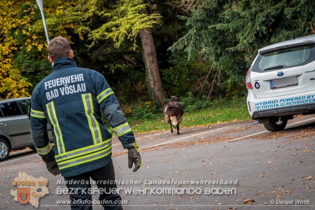 20181101 Tierrettung Bad Vöslau Foto: Daniel Wirth