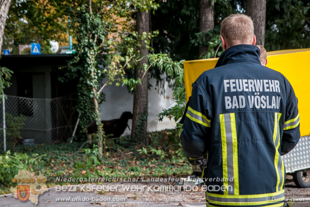 20181101 Tierrettung Bad Vöslau Foto: Daniel Wirth