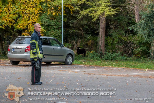 20181101 Tierrettung Bad Vöslau Foto: Daniel Wirth