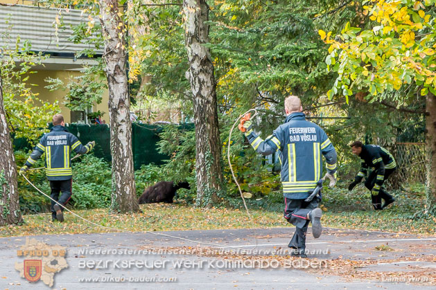 20181101 Tierrettung Bad Vöslau Foto: Daniel Wirth