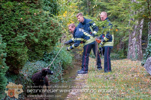 20181101 Tierrettung Bad Vöslau Foto: Daniel Wirth