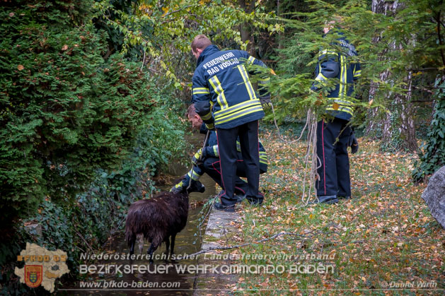 20181101 Tierrettung Bad Vöslau Foto: Daniel Wirth
