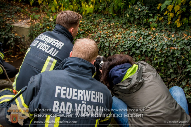 20181101 Tierrettung Bad Vöslau Foto: Daniel Wirth