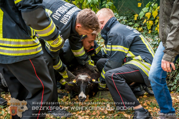 20181101 Tierrettung Bad Vöslau Foto: Daniel Wirth