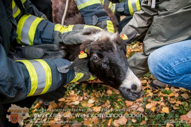 20181101 Tierrettung Bad Vöslau Foto: Daniel Wirth