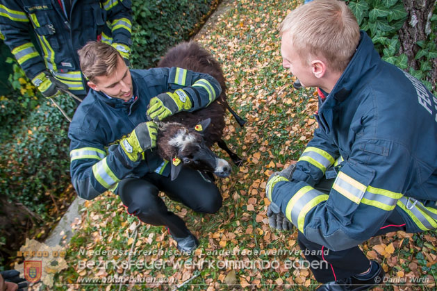 20181101 Tierrettung Bad Vöslau Foto: Daniel Wirth