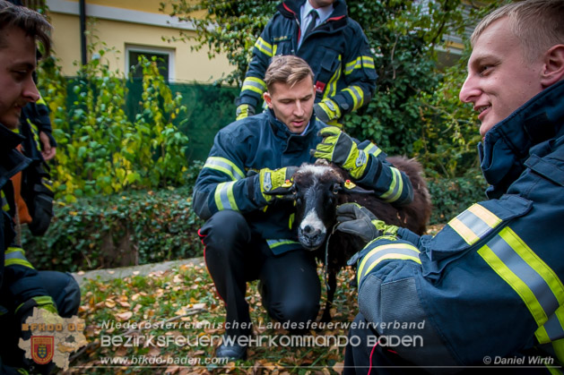 20181101 Tierrettung Bad Vöslau Foto: Daniel Wirth