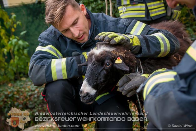 20181101 Tierrettung in Bad Vöslau, Foto: Daniel Wirth
