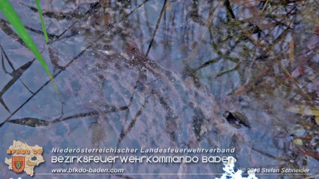 20181120 Kleiner Gewässerschaden auf Teich in der Eigenheimsiedlung Möllersdorf/Guntramsdorf Foto: © Stefan Schneider BFK BADEN 20181120 Kleiner Gewässerschaden auf Teich in der Eigenheimsiedlung Möllersdorf/Guntramsdorf Foto: © Stefan Schneider BFK BADEN