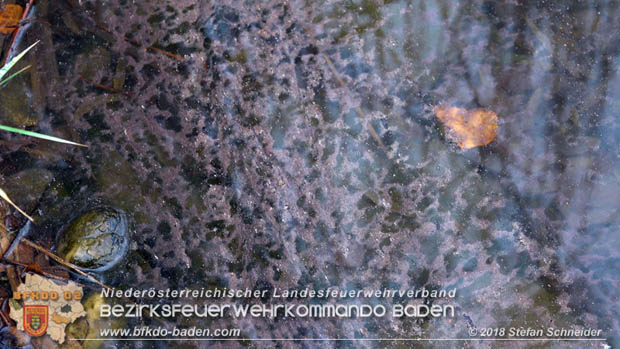 20181120 Kleiner Gewässerschaden auf Teich in der Eigenheimsiedlung Möllersdorf/Guntramsdorf Foto: © Stefan Schneider BFK BADEN 20181120 Kleiner Gewässerschaden auf Teich in der Eigenheimsiedlung Möllersdorf/Guntramsdorf Foto: © Stefan Schneider BFK BADEN