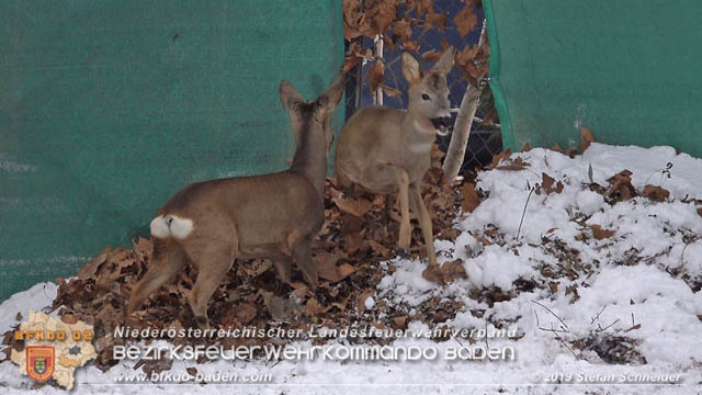 20190104 Zwei hilflose Rehe am Tennisplatz in Tribuswinkel  Foto: © Stefan Schneider